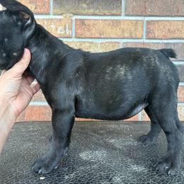 Phoenix - Brindle female French Bulldog puppy in Eunice, Louisiana from 4J's Cajun Kennels