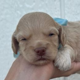 Casper - Cream male Cockapoo puppy in Ville Platte, Louisiana from The Barkery