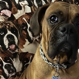 Boxers from Dawn Dacosta