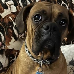 Boxers from Dawn Dacosta