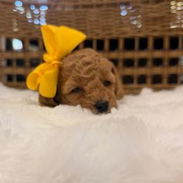 Daisy yellow collar - Red  female Goldendoodle puppy in Shingle Springs, California from Creamy Retrievers