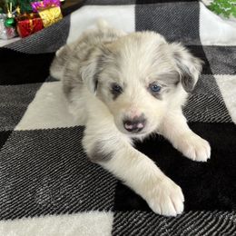 Border Collie Puppies from South Florida Stock Dogs