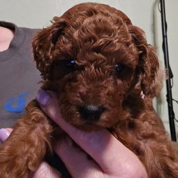 Lily - Red  female Poodle puppy in Windom, Texas from Wild Farm Puppies
