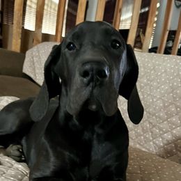 DLF's Lagertha 'Shield Maiden' Warrior Princess - Black and white female Great Dane puppy in Clayton, Washington from DaneLand Farm