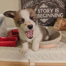 Kiara - Sable female Pembroke Welsh Corgi puppy in Saint John, Washington from Fuzzbutt Farm's Corgis