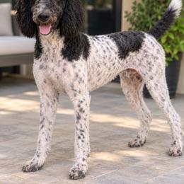 Gabriel - Poodle