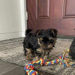 Yorkshire Terrier Puppies from Yorkie Puppies Redwood Ranch