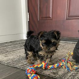 Yorkshire Terrier Puppies from Yorkie Puppies Redwood Ranch