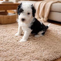 Cream - Black and white male Sheepadoodle puppy in Inman, South Carolina from Mossy Doodles LLC