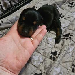 Athena - Black and rust female Doberman Pinscher puppy in Mount Orab, Ohio from Heyne Kennels
