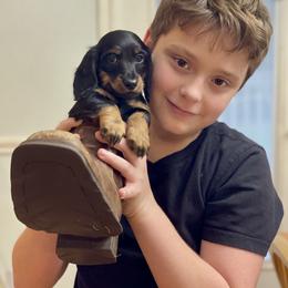 Dachshund Puppies from Devoted Doxies - DLL