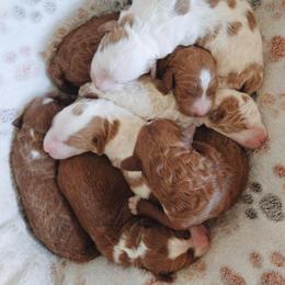 Ronnie - Red  male Goldendoodle puppy in Austin, Texas from Cedarcrest Goldendoodles