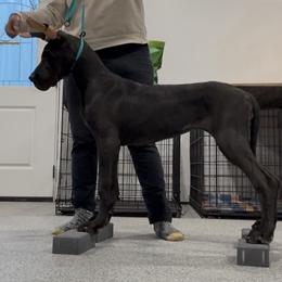 Relic - Great Dane