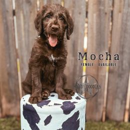 Mocha - Chocolate female Labradoodle puppy in Elizabeth City, North Carolina from Howdy Doodles