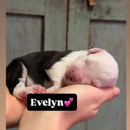 Evelyn - Gray and white female Old English Sheepdog puppy in Bristol, Indiana from Ridgeruns OES