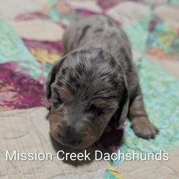 Girl 1 - Dapple female Dachshund puppy in Winchester, Idaho from Mission Creek Dachshunds