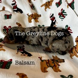 Dachshund Puppies from The Greyline Dogs
