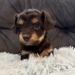 Montana - Chocolate female Yorkipoo puppy in San Antonio, Texas from Sweet as dessert puppies