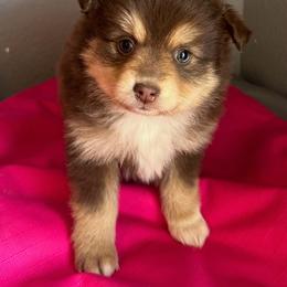 Coco - Red tri female Toy Australian Shepherd puppy in North Lakeport, California from Wild Rose Ranch