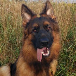 Viera - German Shepherd