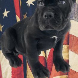 Biewer Terrier, Cane Corso, and Yorkshire Terrier Puppies from Exotic Yorkie Imports & Cessna Cane Corso