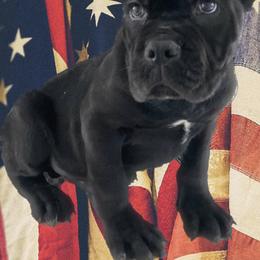 Biewer Terrier, Cane Corso, and Yorkshire Terrier Puppies from Exotic Yorkie Imports & Cessna Cane Corso