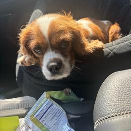 Lily - Cavalier King Charles Spaniel
