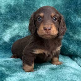 Beckett - Chocolate and tan male Dachshund puppy in Lincoln, Arkansas from Red Dirt Dachshunds