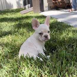 Girl 1 - Cream French Bulldog puppy in Tampa, Florida from 5 Star Bullies