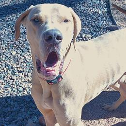 Azlahn - Great Dane