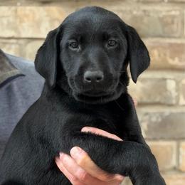 Lime Collar - Black female Labrador Retriever puppy in Quinlan, Texas from Wright Way Retrievers