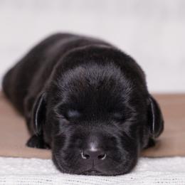 Labrador Retriever Puppies from UC Labradors