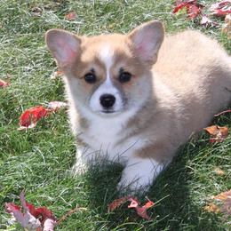 Hazelnut - Red female Pembroke Welsh Corgi puppy in Greentop, Missouri from Sevits Corgis & Golden Retrievers