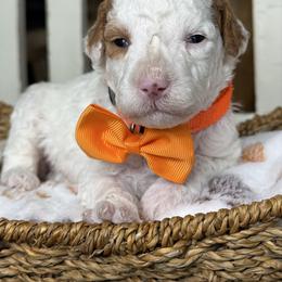 Flora - orange collar - Parti female Goldendoodle puppy in Yuciapa, California from AlltheDoodlez_