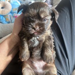 Brownie - Gold male Shihpoo puppy in Denver, Colorado from Angel babies