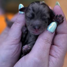 Pip - Merle male Goldendoodle puppy in Decatur, Tennessee from Diamond's Doodles