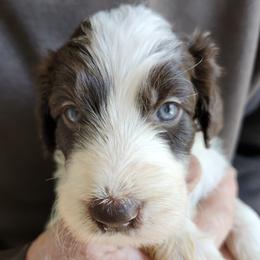 Slate - White and black male Bordoodle puppy in New Oxford, Pennsylvania from The Weekend Farm