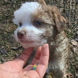 Pearl - White and chocolate female Chinese Crested puppy in Frederick, Maryland from Lovable Cresteds