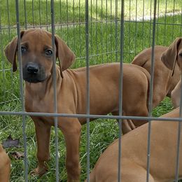 Rhodesian Ridgebacks from Brondiki Ridgebacks