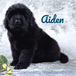 Aiden - Black male Newfoundland puppy in Cortez, Colorado from Bear Heart Newfoundlands, LLC