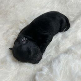 Ozzy - Black male Pomeranian puppy in Hughes Springs, Texas from Hughes Springs Tx Poms