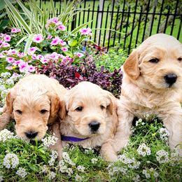 Australian Labradoodles from Live Aloha Labradoodles, LLC