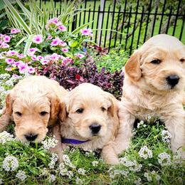 Australian Labradoodles from Live Aloha Labradoodles, LLC
