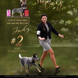 Judy - Australian Cattle Dog