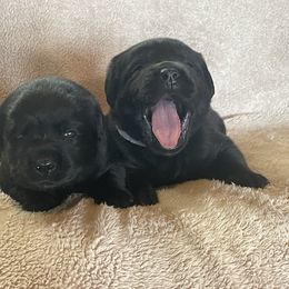 Puppy 9 - Black female Labrador Retriever puppy in Beavercreek, Oregon from Sweetwater Spring Labradors