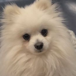 Biscuit - Pomeranian