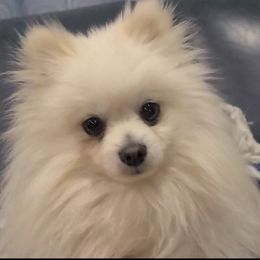Biscuit - Pomeranian