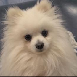 Biscuit - Pomeranian