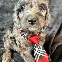 Hiram - Merle male Cockapoo puppy in Adrian, Oregon from ApplebyFarm