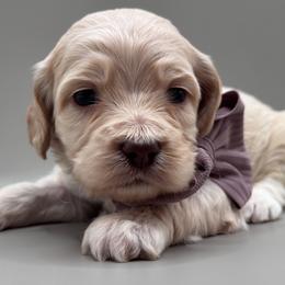 Lavender - Buff female Cockapoo puppy in Claremont, North Carolina from Magnolia Grove Farms